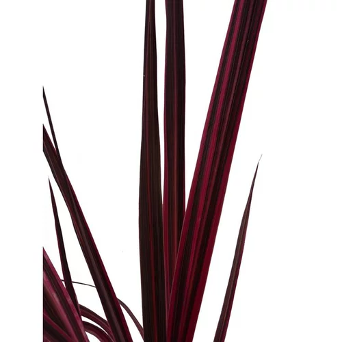 Jardin et solutions:Cordyline Australis Electric Pink. Le pot de 3 litres