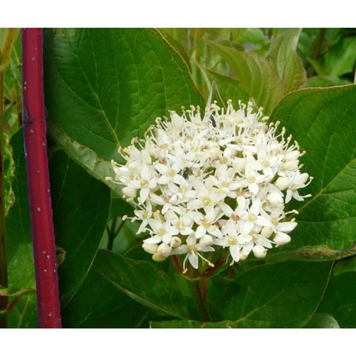 Facile au jardin：Cornouiller blanc Sibirica (Cornus Alba). Le pot de 4 litres