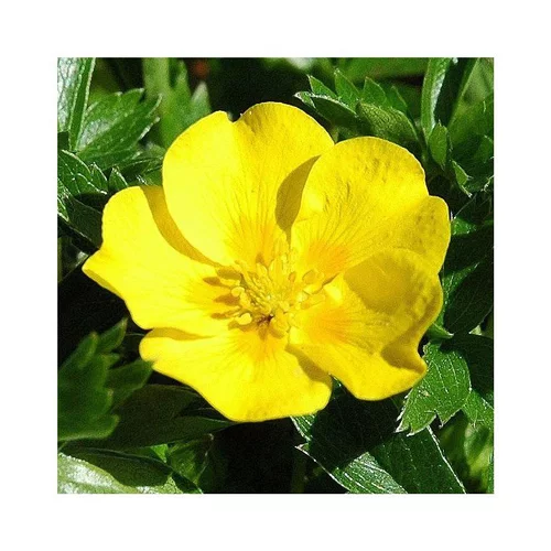 Pour vos besoins au jardin：Potentilla - Le pot de 2 litres