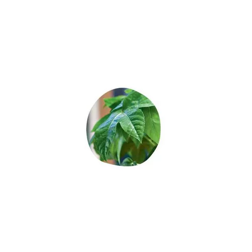 Idée pour le jardin：Aralia Sieboldii ou Aralia vert en container de 15 L