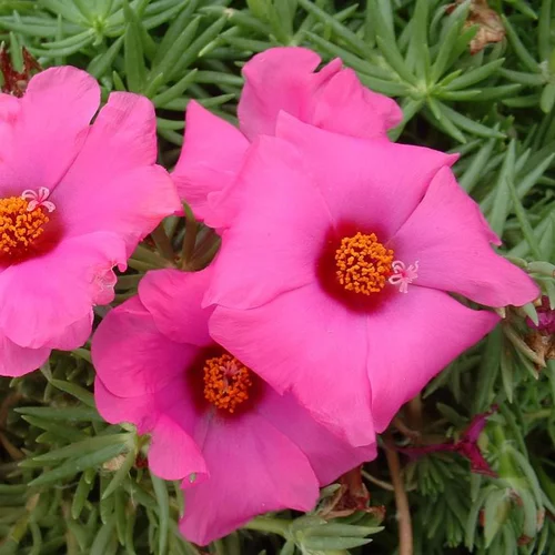 Pour vos espaces：Portulaca Grandiflora - La jardinière de 25 cm