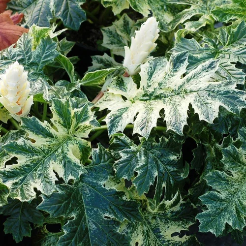 Une solution pratique pour le jardin：Acanthus 'Whitewater'®. Le pot de 4 litres