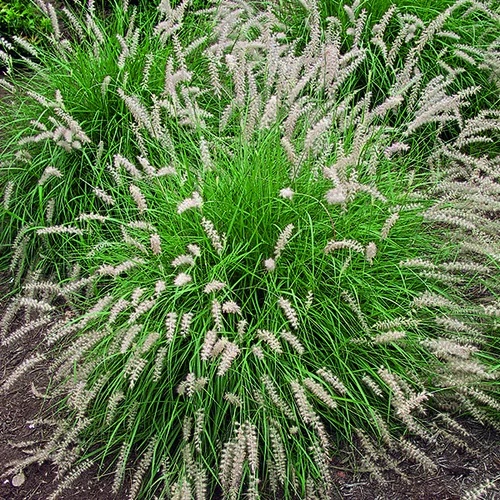 Loisirs au jardin:Herbe-aux-Écouvillons d'Orient vert botanic®. Le pot de 7,5 litres