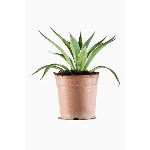 Pour faciliter le quotidien au jardin:Agave Desmettiana Variegata en pot de 3 L jaune