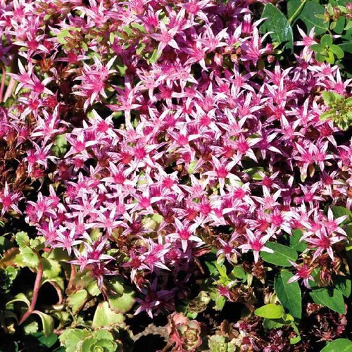 Jardin et équipement:Sedum Spurium Rose - Le pot de 9 x 9 cm