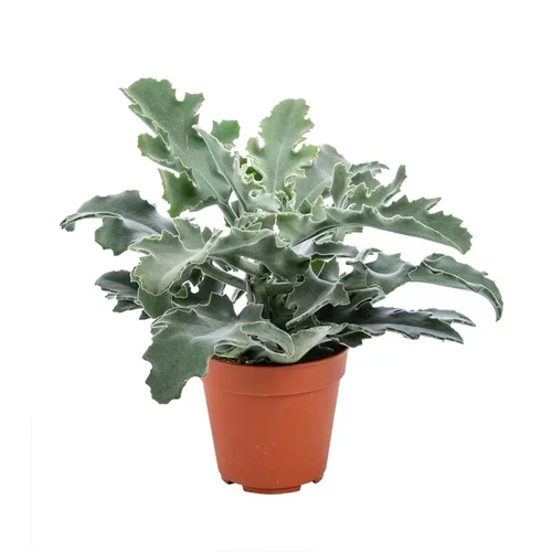 Pour personnaliser vos extérieurs:Kalanchoe Beharensis – Pot de Ø12 cm