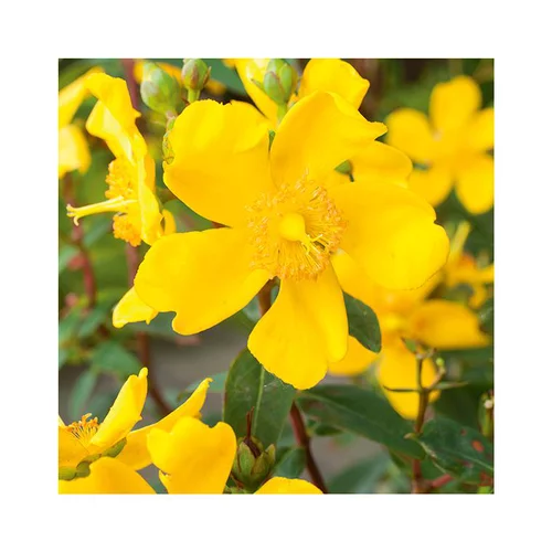 Pour mieux organiser votre jardin：Hypericum hidcote en pot de 3 litres