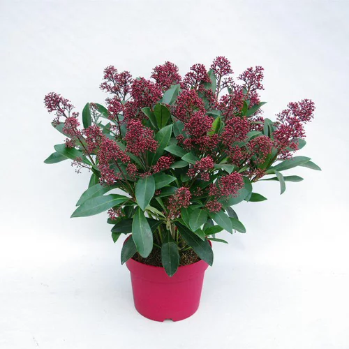 Extérieur sélection：Skimmia Japonica. Le pot de 1 litre