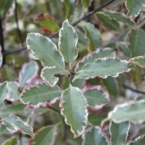 Jardin & solutions:Pittosporum tenuifolium Victoria blanc en pot de 7,5 L