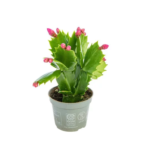 Pour mieux profiter de l’extérieur:Schlumbergera plante baby en pot Ø 5,5/6 cm