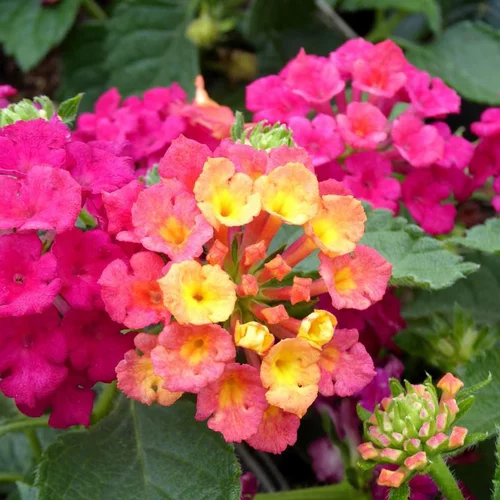 Pour un extérieur plus agréable:Lantana à fleurs multicolores - Le pot de 2,5 litres