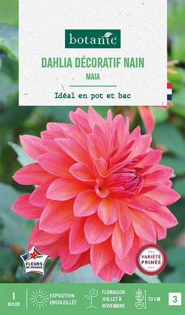 Idée extérieure:Bulbe de fleurs Dalhia nain double nain Maia botanic® - 1 bulbe