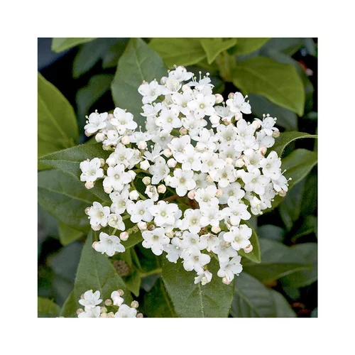 Extérieur solution：Viburnum tinus giganteum coloris blanc. Le pot de 7 litres