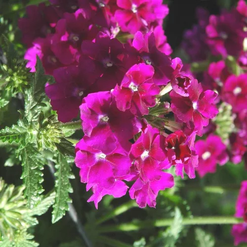 Qualité extérieur:Verveine érigée divers coloris. Le pot de 10,5 cm