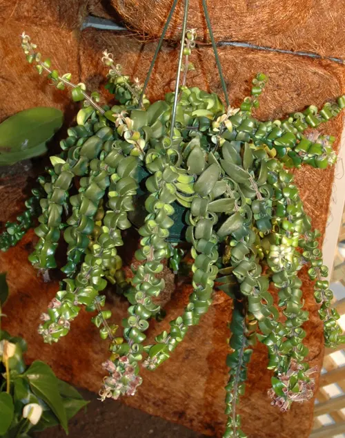 Un atout au quotidien:Aeschynanthus. La suspension de Ø 20 cm