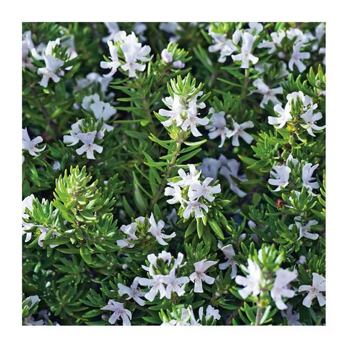 Le jardin au quotidien:Westringia - pot 4 L