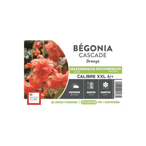 À découvrir pour le jardin：Bégonia Cascade orange XXL Ernest Turc - bulbes vrac