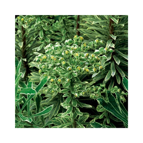 Essentiel pour le jardin：Euphorbe silver swan en pot de 3 litres
