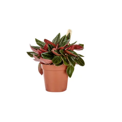 Essentiel au jardin:Peperomia Rosso plante baby en pot Ø 6 cm