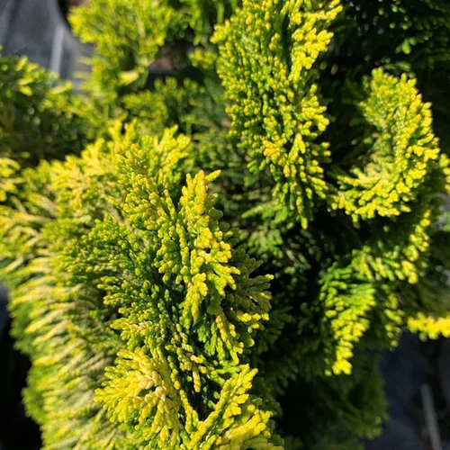Extérieur nature：Faux Cyprès du Japon Obtusa Aurora 40/50. Le pot de 5 litres