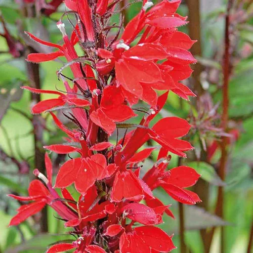 Idéal pour le jardin：Lobellia cardinale godet 9x9 cm