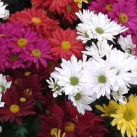 Choix malin：Chrysanthème multifleurs arlequin - La jardinière de 40 cm