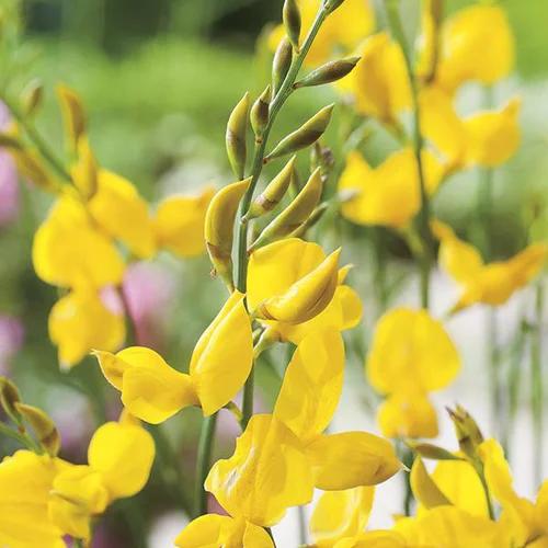 Jardin & extérieur：Genêt d’Espagne jaune. Le pot de 3 litres