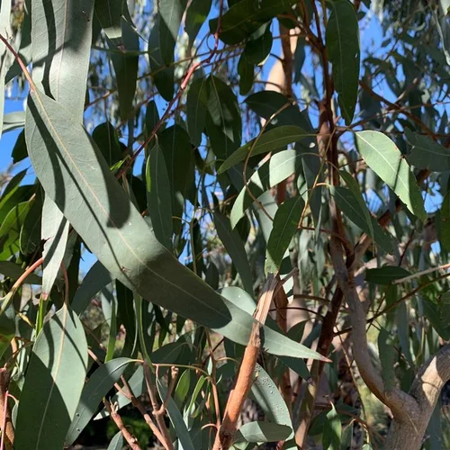 Accessoire jardin：Eucalyptus. Le pot de 20 litres