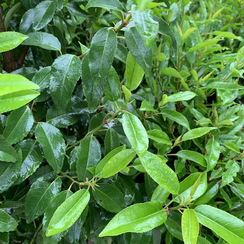 Jardin et nature:Laurier du Portugal Angustifolia vert. Le pot de 25 litres