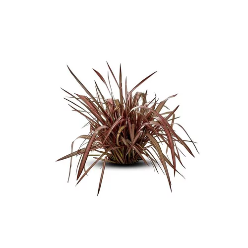 Idéal pour le jardin：Phormium Tenax Atropurpureum (Lin de Nouvelle Zélande pourpre) XL en pot de 10 L rouge