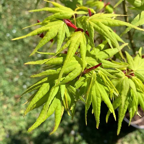 À découvrir pour le jardin：Érable du Japon Mikawa Yatsubusa (Acer Palmatum). Le pot de 10 litres