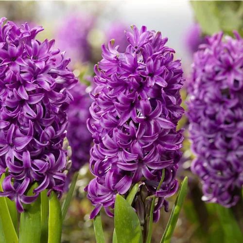 Le petit plus du jardin:Jacinthe Purple Sensation - Le godet