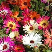 Pour plus de confort au jardin:Ficoide Lampranthus - Le pot de 3 litres