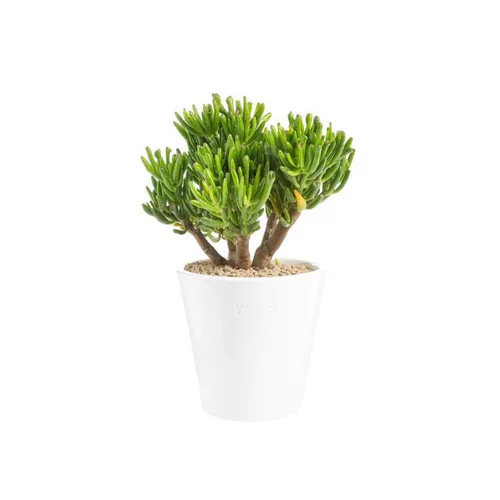 Pour équiper vos extérieurs:Crassula hobbit en pot blanc émaillé H 10 x Ø 15 cm