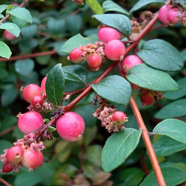 2 x Symphorine de Chenault 'Hancock' – Symphoricarpos chenaultii 'Hancock' | 50 | 60 cm pot