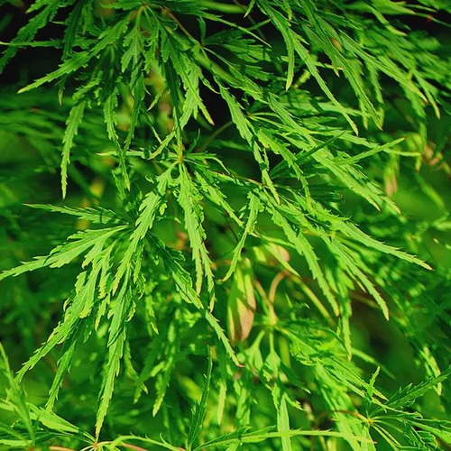 Pour créer votre espace extérieur:Acer Palmatum Dissectum Viridis (Erable du Japon) 1/2 tige en pot de 250 L vert