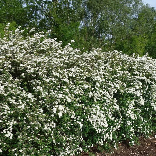 Plaisir au jardin:Spirea Van Houttei - Pot de 4L