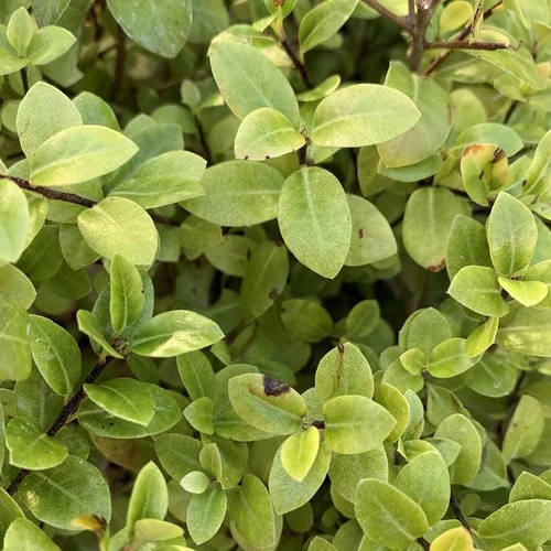 Essentiel jardin：Pittosporum Tenuifolium Golf Ball. Le pot de 7 litres
