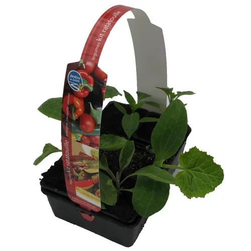 Pour mieux équiper vos extérieurs：Kit Ratatouille Bio. La barquette de 6 plants