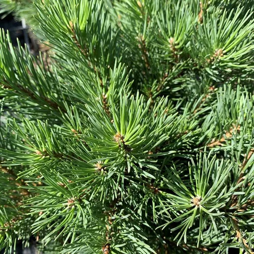 Bien pensé pour le jardin：Pin sylvestre (Pinus Sylvestris) Watereri 30/40. Le pot 6 litres