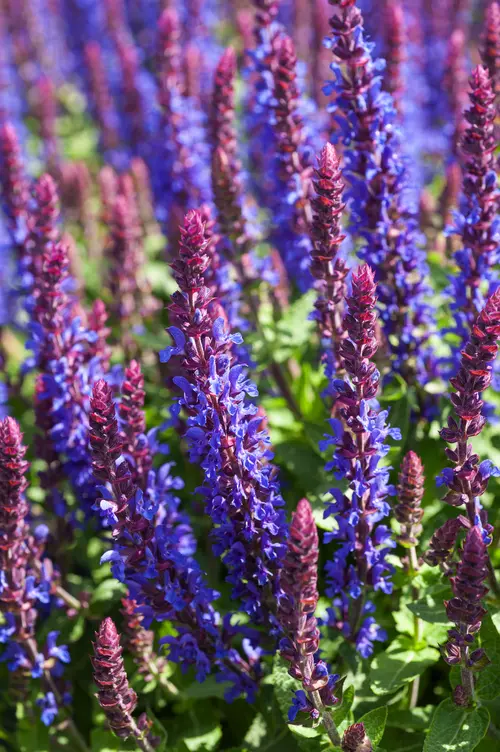 Bien utile au jardin：Sauge des bois SALVIA SENSATION® MEDIUM DEEP BLUE - Le pot de 2 litres