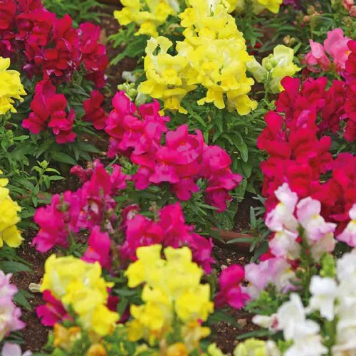 Pour organiser le jardin：Muflier Nain - Le pot de 9 x 9 cm