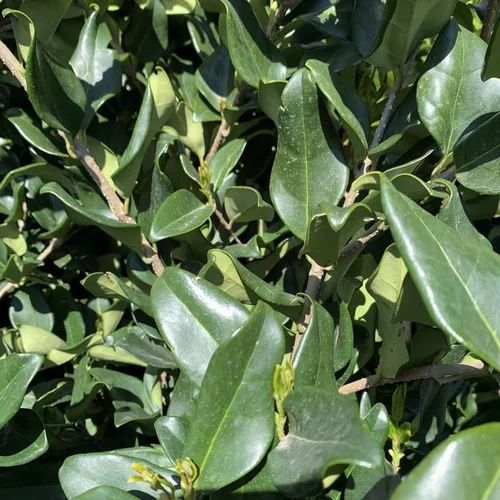 Nature utile：Troène (Ligustrum Lucidum Texanum) 60/80. Le pot de 7,5 litres