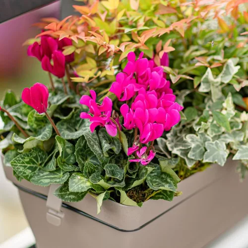 Nature jardin：Mini Cyclamen + Feuillage - La jardinière de 40 cm