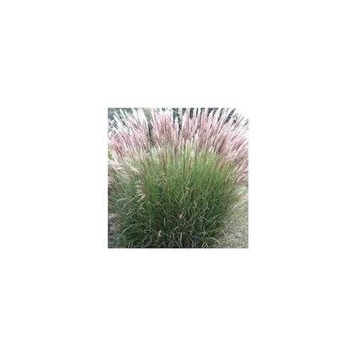 Pratique extérieur:Miscanthus Sinensis Adagio - Le pot de 7 litres