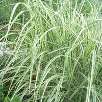 Jardin à découvrir：Miscanthus Sinensis Morning Light - Le pot de 2 litres