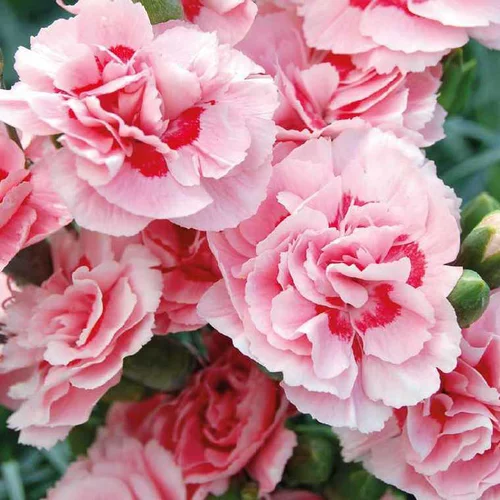 Maison et extérieur:Oeillet Mignardise Rose A Oeil Pourpre - Le pot de 9 x 9 cm