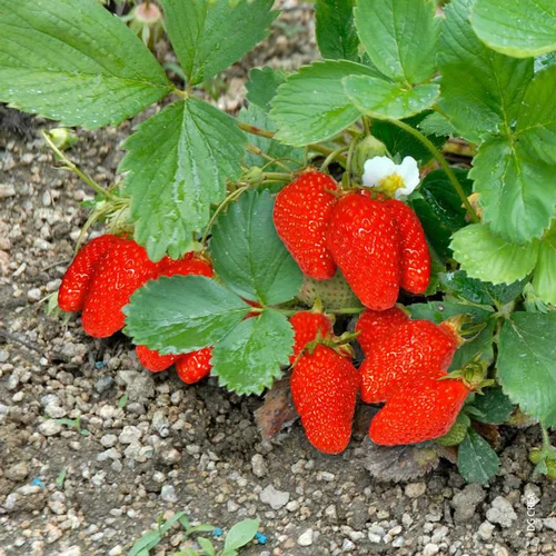 Solution au jardin：Fraisier Gariguette Bio Non Remontante. La barquette de 6 plants