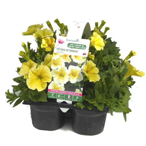 Confort au jardin:Pétunia retombant jaune - Le pack de 6 plants