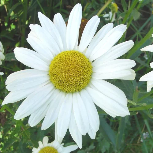 Pour améliorer votre jardin：Leucanthemum Maximum - Le pot de 4,5 litres